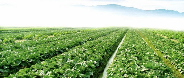 蔬菜基地，食堂采購